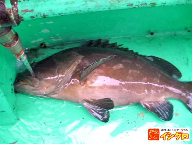 船 泳がせ釣り｜釣具のイシグロ |釣り情報サイト